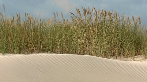Dünen auf denen Strandhafer wächst. (Foto: SWR - Screenshot aus der Sendung)