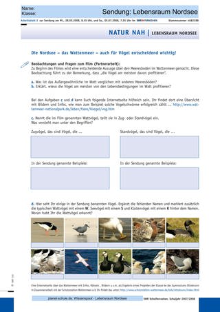 Arbeitsblatt 2: Das Wattenmeer und die Vögel (Foto: )