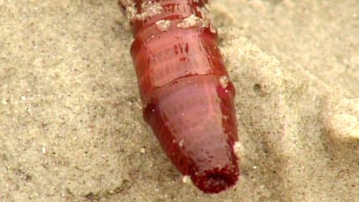 Aus beigem Sand schaut der Kopf eines rötlichen Wattwurms hervor. (Foto: SWR – Screenshot aus der Sendung)