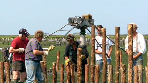 Mehrere Männer rammen mit einer Maschine Holzpfähle in den grünen Boden. Ein Mann trägt Lärmschützer auf den Ohren. (Foto: SWR – Screenshot aus der Sendung)