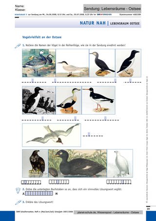 Arbeitsblatt: Vogelvielfalt an der Ostsee (Foto: )