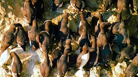 Mehrere Dutzend Trottellummen, Vögel mit weißem Bauch und dunklem Gefieder oben, sitzen an einer steilen Felswand. (SWR – Print aus der Sendung) (Foto: SWR - Screenshot aus Sendung)