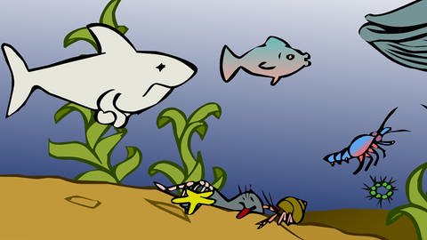 In der Animation zur Nahrungskette im Meer fressen ein Seestern und ein Einsiedlerkrebs eines verstorbenen Seehundes. Anschließend zersetzen Destruenten die restliche Biomasse.