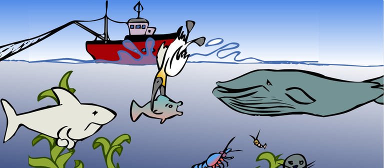 In der Animation zur Nahrungskette im Meer schnappt sich ein Seevogel einen Fisch. Beide gehören zu den Konsumenten und werden beispielsweise vom Hai gefressen.