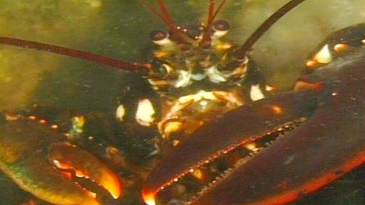 Großaufnahme eines Hummers unter Wasser. Zu sehen sind der Kopf und zwei mächtige Scheren.