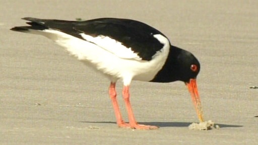 Ein Austernfischer mit langem orangenem Schnabel und langen orangefarbenen Beinen pickt im Sand.