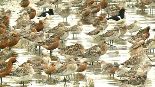 Viele Watvögel stehen im flachen Wasser. Alle haben einen sehr langen, spitzen Schnabel und braune Federn oben. Das Federkleid an Brust und Bauch ist bei einigen rötlich, bei anderen fast weiß.