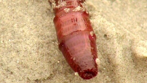 Aus beigem Sand schaut der Kopf eines rötlichen Wattwurms hervor.