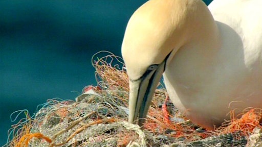 Auf einem braun-orangen Netz sitzt ein heller Vogel, der mit dem Schnabel im Netz stochert.