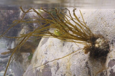 Geschnürter Schlauchtang