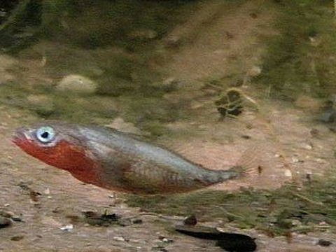 Ein kleiner Fisch im Wasser (Foto: SWR - Screenshot aus Sendung)