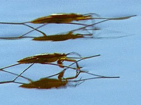 Zwei Wasserläufer. (Foto: SWR - Screenshot aus Sendung)