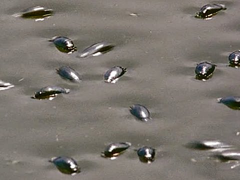 Viele Taumelkäfer auf dem Wasser. (Foto: SWR - Screenshot aus Sendung)
