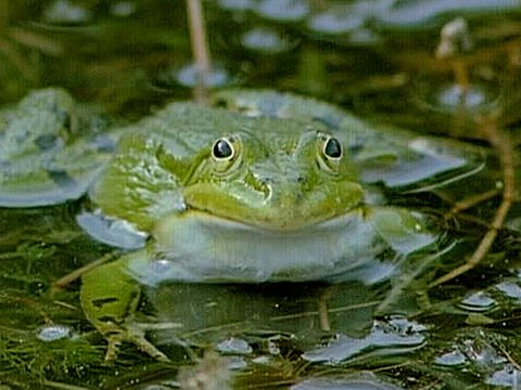 Ein Frosch im Wasser (Foto: SWR - Screenshot aus Sendung)