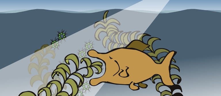 In der Animation zur Überdüngung eines Gewässers freut sich ein Fisch zunächst über das rasant ansteigende Nahrungsangebot und frisst fleißig Algen. Doch bald wird die Eutrophierung zu einem Überangebot führen, der See wird überwuchert. (Foto: SWR – Screenshot aus Animation)