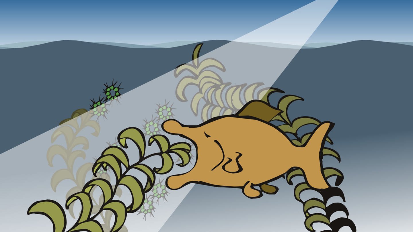In der Animation zur Überdüngung eines Gewässers freut sich ein Fisch zunächst über das rasant ansteigende Nahrungsangebot und frisst fleißig Algen. Doch bald wird die Eutrophierung zu einem Überangebot führen, der See wird überwuchert. (Foto: SWR – Screenshot aus Animation)