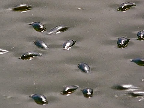 Viele Taumelkäfer auf dem Wasser.
