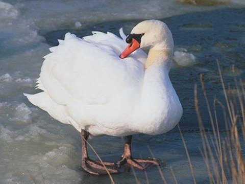 Ein Schwan auf einem zugefrorenem See