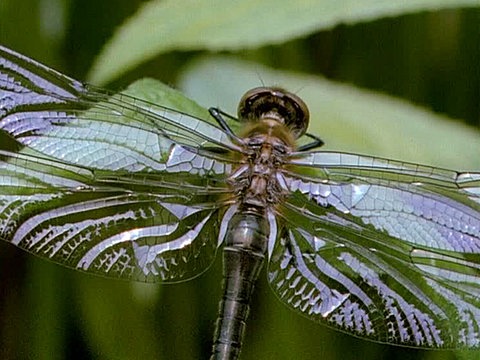 Nahaufnahme einer Libelle.