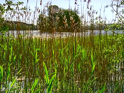 Ein mit Schilf überwachsenes Seeufer