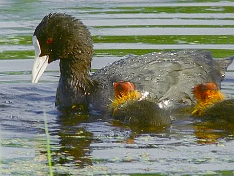 Ein Blesshuhn mit zwei kleinen Blesshühnern beim Schwimmen.