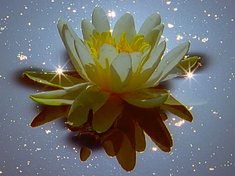 Eine glitzernde, weiße Seerose.