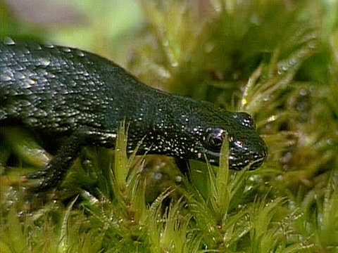 Ein Teichmolch unter Wasser