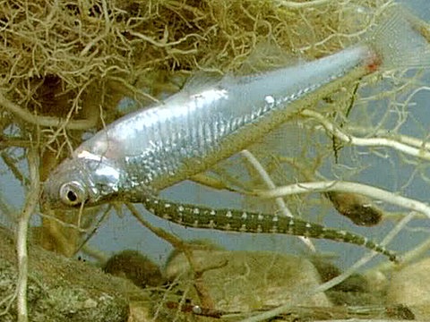 Unterwasseraufnahme eines Egels.