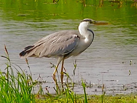 Ein Graureiher steht in einem Fluss.