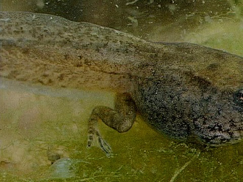 Nahaufnahme von dem Schwanz einer Kaulquappe