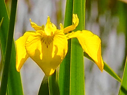 Eine gelbe Schwertlilie.