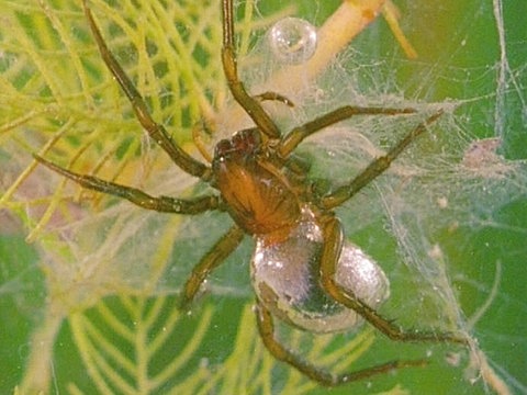Nahaufnahme einer Wasserspinne in einem Spinnennetz.