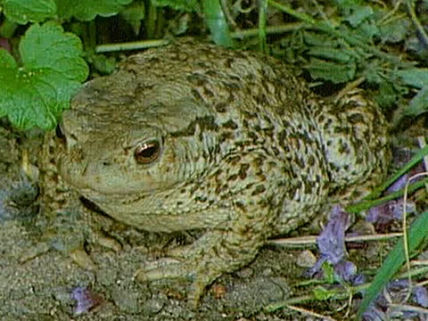 Eine Erdkröte auf dem Boden.