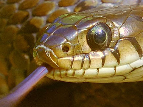 Nahaufnahme eine Schlangenkopfes.