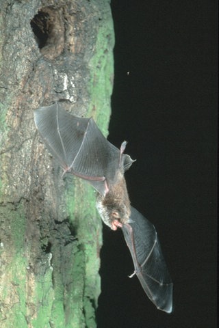 Eine Wasserfledermaus