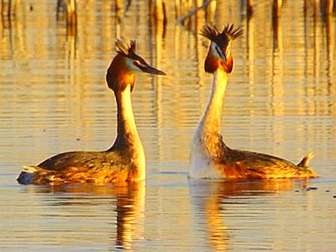 Zwei Haubentaucher schwimmen auf einem See.