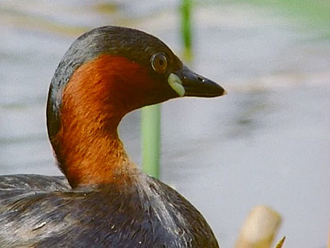 Nahaufnahme eines Zwergtauchers.