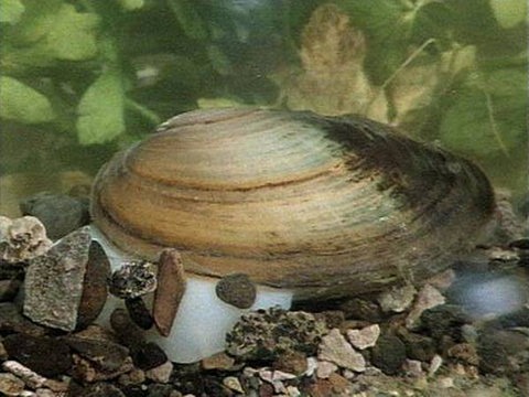 Eine Muschel unter Wasser