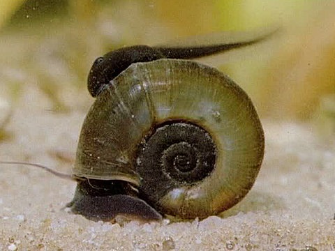 Bild einer Posthornschnecke.