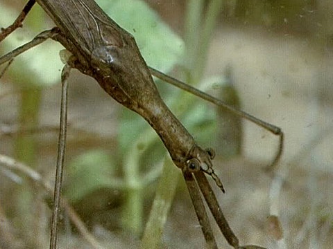 Bild einer Stabwanze.