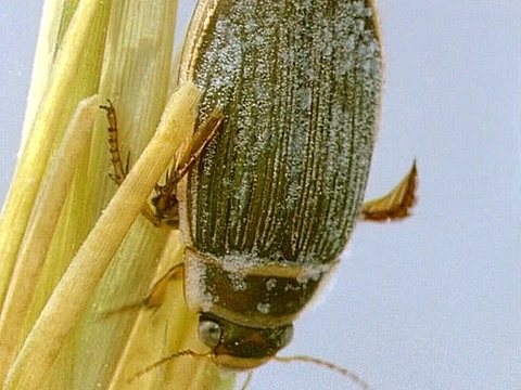 Aufnahme eines Gelbrandkaefers.