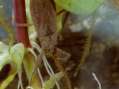 Unterwasseraufnahme eines Wasserskorpions.