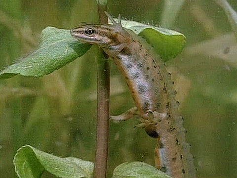Ein Teichmolchweibchen hält sich unter Wasser an einer Pflanze fest.