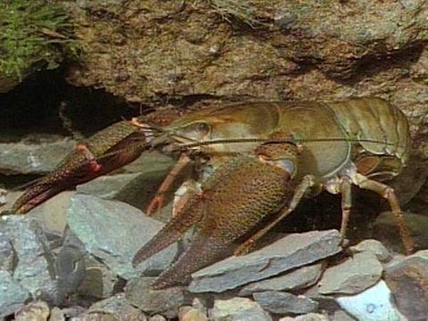 Ein Flusskrebs in Nahaufnahme