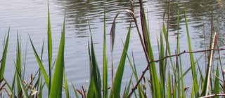 Blick auf einen See durch Grashalme hindurch.