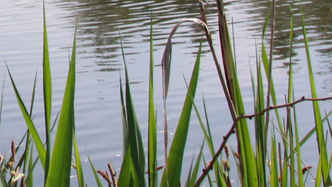 Blick auf einen See durch Grashalme hindurch.