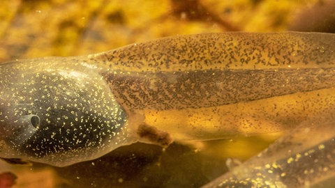 Weit entwickelte Kaulquappen unter Wasser.