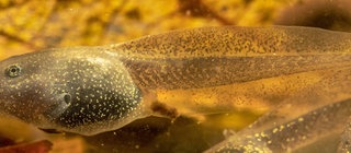 Weit entwickelte Kaulquappen unter Wasser.