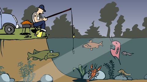 In der Animation zur Nahrungskette im Teich frisst ein Wasserfloh eine Alge. Während der Floh zu den Zooplanktion zählt und damit den Konsumenten zugeordnet bin, handelt es sich bei den Algen um Phytoplankton und damit um Produzenten.