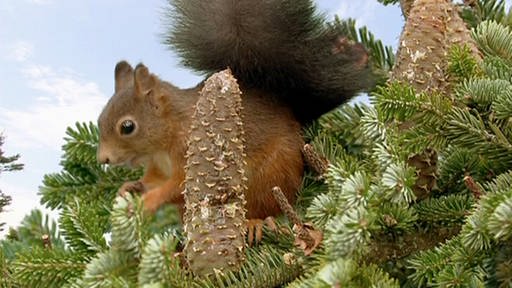 Ein Eichhörnchen in den Baumwipfeln. (Foto: SWR - Screenshot aus der Sendung)